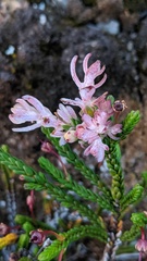 Exobasidium cassiopes