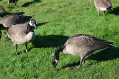Branta canadensis