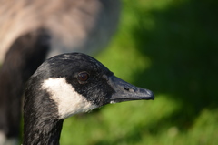 Branta canadensis