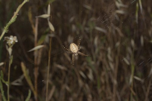 iNaturalist observation photo of Northern Orbweaver