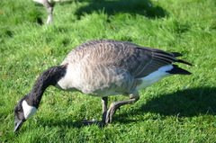 Branta canadensis