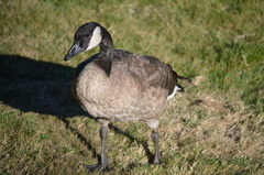 Branta canadensis