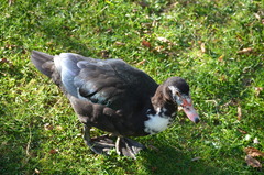 Cairina moschata domestica
