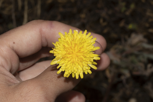 iNaturalist observation photo of bigflower agoseris