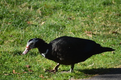 Cairina moschata domestica