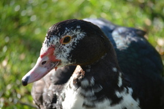 Cairina moschata domestica