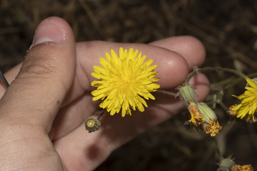 iNaturalist observation photo of hawksbeards