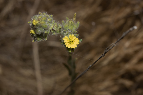 iNaturalist observation photo of grassy tarweed