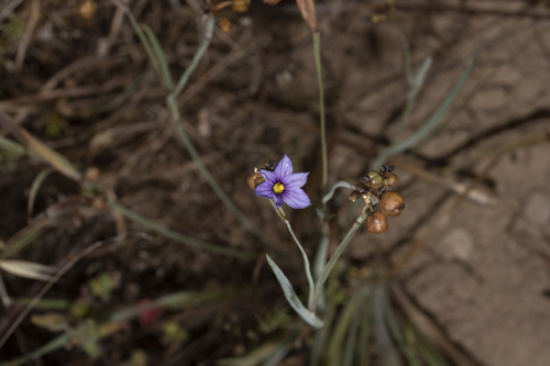 iNaturalist observation photo of western blue-eyed grass