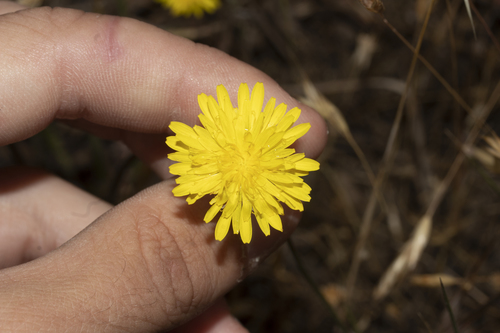 iNaturalist observation photo of Common Cat's-ear