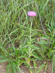 Cirsium flodmanii
