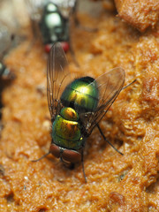 Lucilia illustris