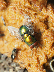 Lucilia illustris
