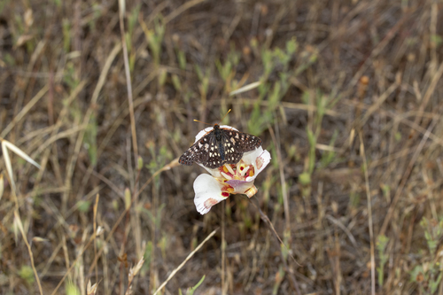 iNaturalist observation photo of Variable Checkerspot