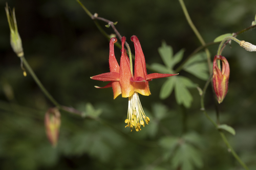 iNaturalist observation photo of western columbine