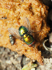 Lucilia illustris