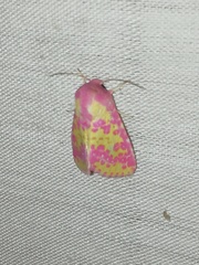 Psectrotarsia euposis