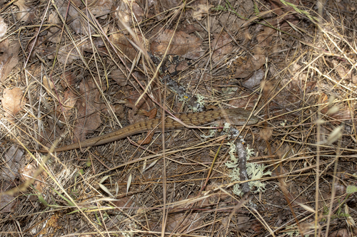 iNaturalist observation photo of Southern Alligator Lizard