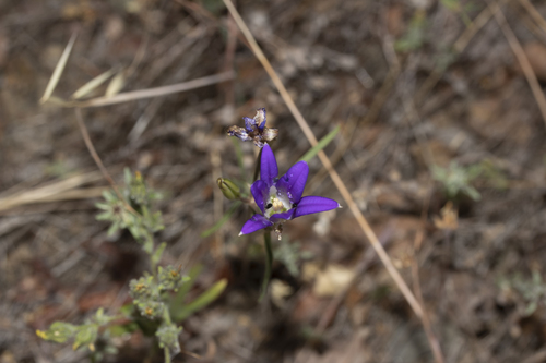 iNaturalist observation photo of harvest brodiaea