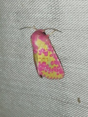 Psectrotarsia euposis