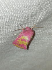 Psectrotarsia euposis