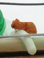 Eulithosia miaiphona