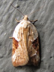 Acleris britannia