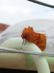 Eulithosia miaiphona
