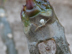 Thomisidae