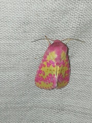 Psectrotarsia euposis