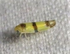 Empoa gillettei