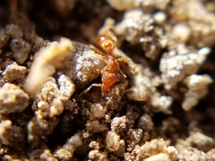 Strumigenys ananeotes