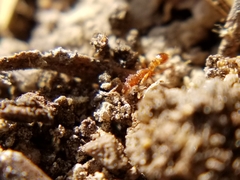 Strumigenys ananeotes