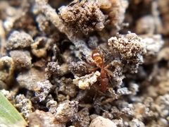 Strumigenys ananeotes