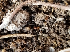 Strumigenys ananeotes