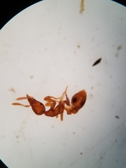 Strumigenys ananeotes