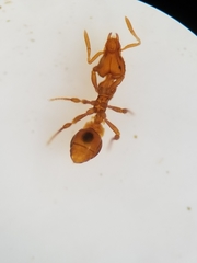 Strumigenys ananeotes