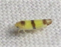 Empoa gillettei