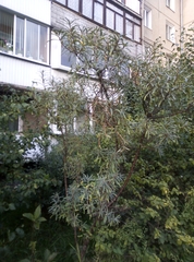 Hippophae rhamnoides