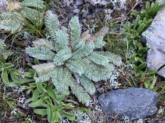 Argentina tugitakensis
