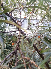 Hippophae rhamnoides