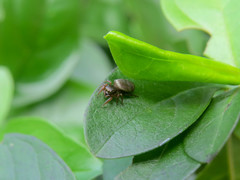 Naubolus