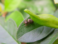 Naubolus