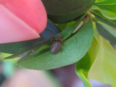 Naubolus