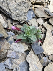 Epilobium nankotaizanense