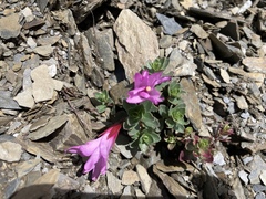 Epilobium nankotaizanense
