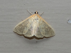 Crocidophora tuberculalis