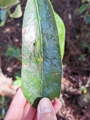 Leptotarsus virescens