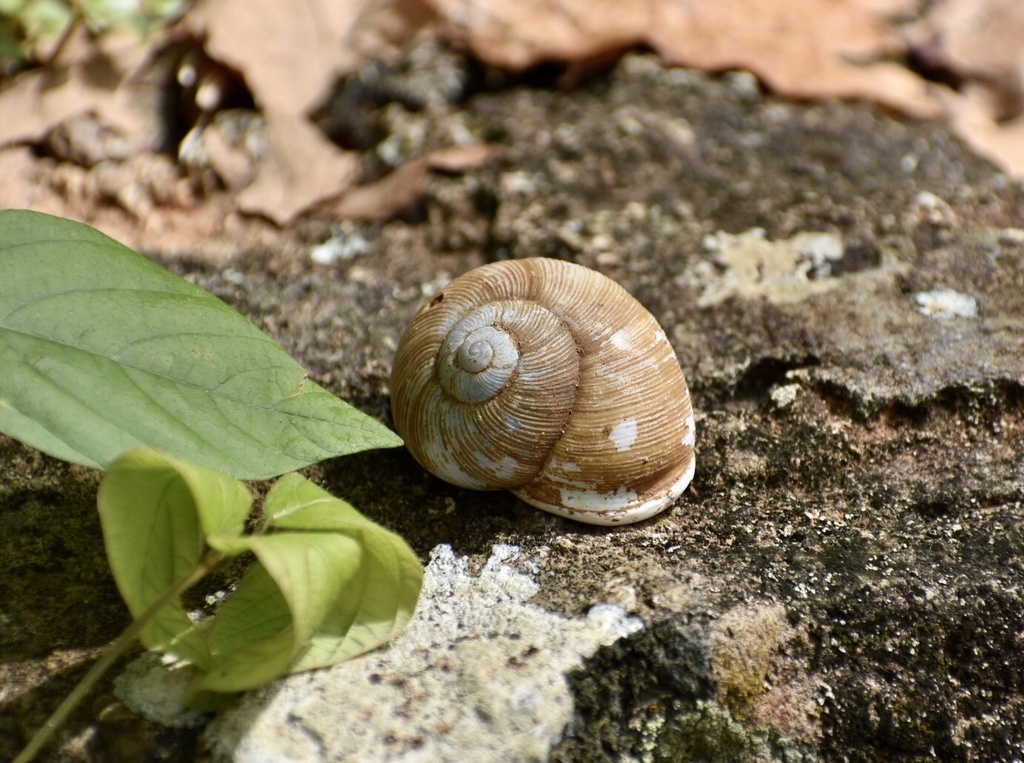 Zachrysia bayamensis