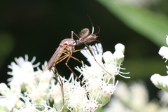 Toxorhynchites rutilus septentrionalis